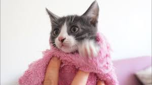 kedi nasil yikanir yavru kedi ilk banyosu kitten street banyo kedi videolari kedio youtube