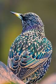 Small Birds Native To Michigan Spreeuw Starling Sturnus Vulgaris By Serge Wild Animals Pictures Pet Birds Colorful Birds