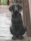 Red Long Haired Weimaraner