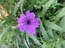 Image result for Ruellia brevifolia