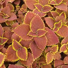Image result for Coleus melleri