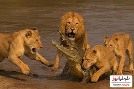 ویدیو) مستند حیات وحش حیوانات؛ راز بقا نبرد طاقت‌فرسای گله شیرها با تمساح  تنومند