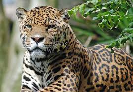 Dartmoor Zoological Park Off Of We Bought A Zoo Zoo Dartmoor Animals