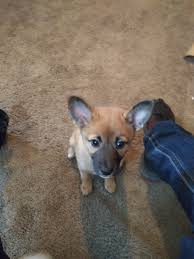 It's also free to list your available puppies and litters on our site. Shiba Inu Puppies For Sale Wichita Ks 331180 Petzlover