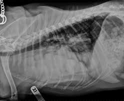 Radiology American College Of Veterinary Radiology