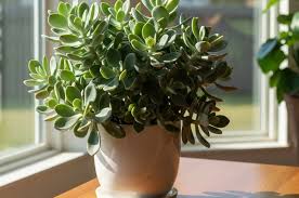 Image result for Senecio subsessilis