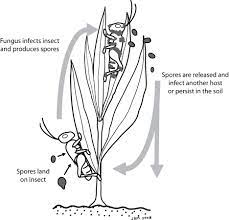 Controlling pests with their natural enemies, including parasites, predators, diseases and competing organisms, is called biological control. Fungi For The Biological Control Of Insect Pests Eorganic