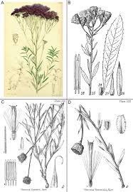 Image result for Bothriocline steetziana