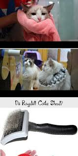 There are many factors that go into it. Does A Ragdoll Cat Shed Review At Cats Status Velocity Uwaterloo Ca