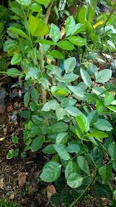 Image result for Millettia pinnata