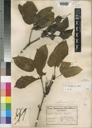 Image result for Oxyanthus latifolius