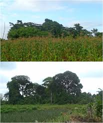 Image result for Leptactina arborescens