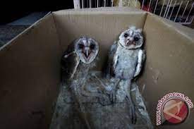 Saat melakukan budidaya burung hantu celepuk, hal pertama yang harus kamu perhatikan adalah mengenai bagaimana cara memilih bibit yang baik untuk dibudidayakan. Burung Hantu Seharusnya Bukan Untuk Dipelihara Antara News