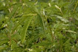 Image result for Chamaecrista