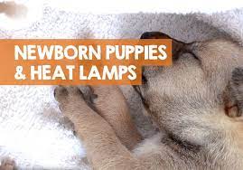 The house itself is insulated with eps foam and the window and door are fitted to keep heat in. How Long Do Newborn Puppies Need A Heat Lamp For