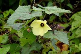 Image result for Abelmoschus