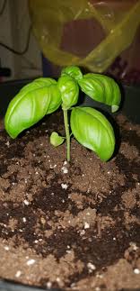 I would like to ask for your help about my basil plants. What Is Causing Large White Spots On My Sweet Basil Seedling S Leaves And Can The Plant Be Saved Gardening Landscaping Stack Exchange