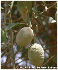 Image result for Balanites