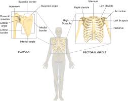 Although the muscles are located on the back, they are supplied from the ventral rami of cervical nerves. Structure And Function Of The Pectoral Girdle Course Hero
