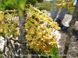 Image result for Tridactyle bicaudata