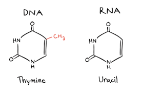 Eukaryotic Gene Transcription Going From Dna To Mrna Article Khan Academy