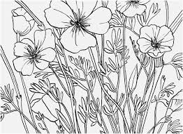 Simply sit back, relax, and choose the poppy flower images coloring page that connects with you. Poppy Coloring Sheets Display Printable Coloring Pages Poppy Coloring Home