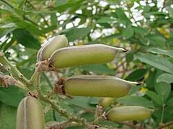 Image result for Crotalaria micans