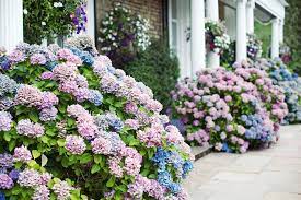 Your posting on the climbing hydrangea was very helpful, and good timing! How To Boost The Color Of Your Hydrangeas Martha Stewart