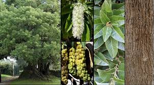 Image result for Phytolacca dioica