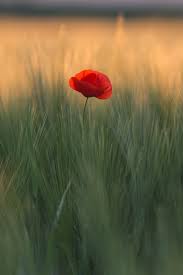 There's no better place to order flowers than flowers of fort lauderdale. From Maesk Counseling In Fort Lauderdale Memorial Day Maesk Counseling 954 353 4680 Poppies Poppy Images Beautiful Nature