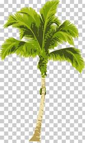 Gograph has the graphic or image that you need for as little as 5 dollars. Arecaceae Png Clipart Arecaceae Arecales Areca Palm Bild Ceroxyloideae Free Png Download