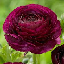 See more ideas about wedding flowers, wedding, march wedding flowers. Top 9 Best Wedding Flowers In The World With Details