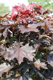 'crimson sentry' is een winterharde, bladverliezende, boom met een smalle, rechtopstaande groeiwijze, die 40 voet in de hoogte is met 15 voet in de breedte, en dicht roodpaars gebladerte. Shrubs And Broad Leaved Trees From Bcm Tree Nursery Bcm Baumschule Christoph Marken