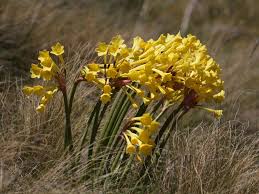 Image result for Cyrtanthus galpinii