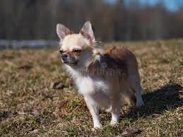 Every home is different and so is every dog. Sable Chihuahua Photos Free Royalty Free Stock Photos From Dreamstime