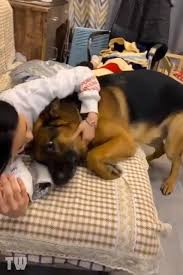 dogs are amazing video cute baby animals cute funny animals cute animals