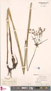 Image result for Orthopichonia barteri