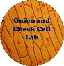Does a cheek cell have a nucleus. Onion And Cheek Cell Lab Experiment Organelles Science Cells Learning Science Animal Science