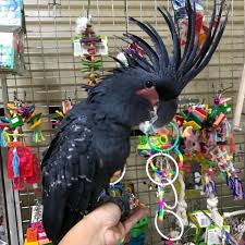 Price of this cockatoo in pakistan is 7 lac rs. Black Palm Cockatoo For Sale Buy Cockatoo Online Black Cockatoo For Sale
