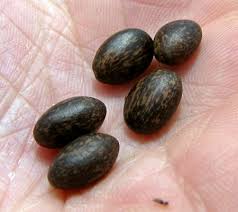 Image result for Caesalpinia decapetala