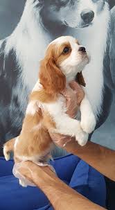 King Charles Yavrulari Ucretli King Charles Yavrulari Ucretli Kopek Kopekseve King Charles Cavalier Spaniel Puppy King Spaniel Cavalier King Spaniel