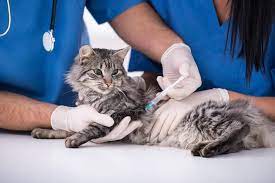 The price for a rabies vaccine can vary, depending on where you live and who vaccinates your cat. Rabies Vaccine For Cats Cost Side Effects All About Cats