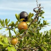 Image result for Diospyros mespiliformis