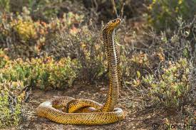 Naja Nivea Snake Cobra Nivea