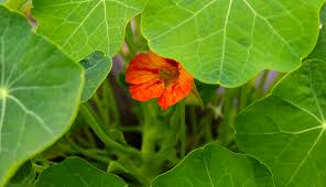 Using edible flowers in cooking. Pricing And Marketing Edible Flowers Nasturtiums Hobby Farms