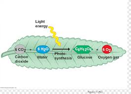 Plant cell and animal cell difference image information: Plant Cell Cel Lula Animal Biology Cells Biology Cell Png Pngegg