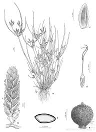 Image result for Pycreus pauper