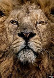 A Long Life Of A King Animals Wild Animals Animals Beautiful