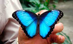 Mariposa Morpho Caracteristicas Que Come Donde Vive