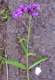 Image result for Verbena rigida